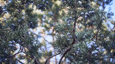 How Distillers Use Juniper Berry to Make Unique Gin Flavors